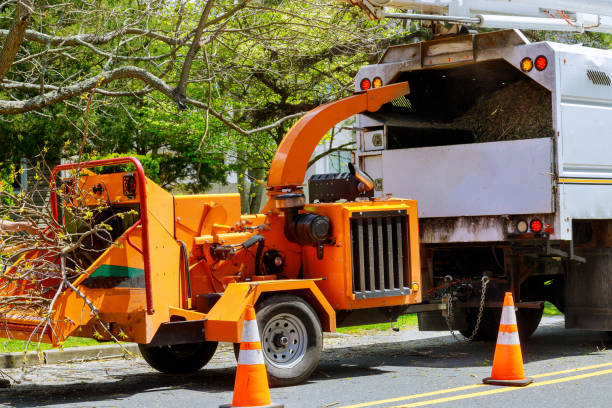 Why Choose Our Tree Removal Services in Halfway, MD?