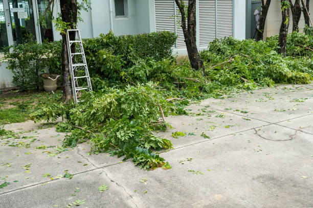 Best Tree Removal  in Halfway, MD