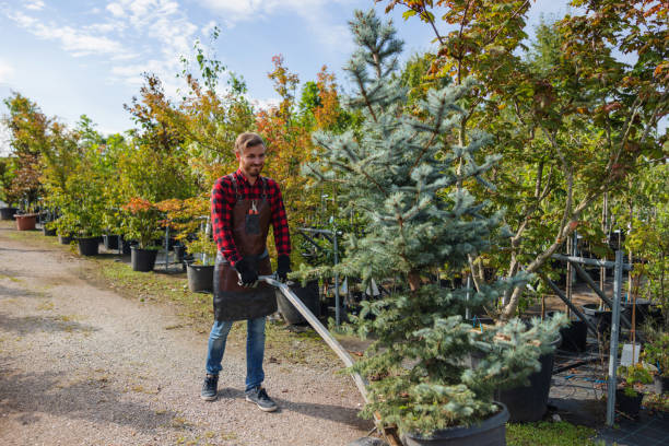 Trusted Halfway, MD  Tree Services Experts